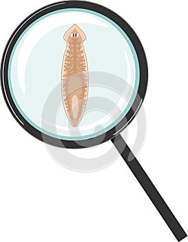 Planarian Dendrocoelum lacteum under magnifying glass i